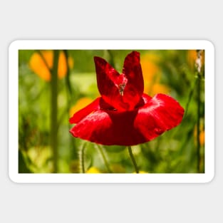 blb r poppy Sticker